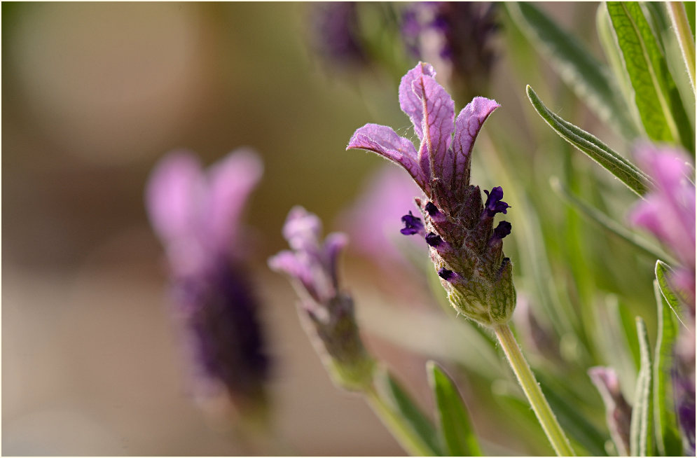 Schopflavendel (Lavandula)