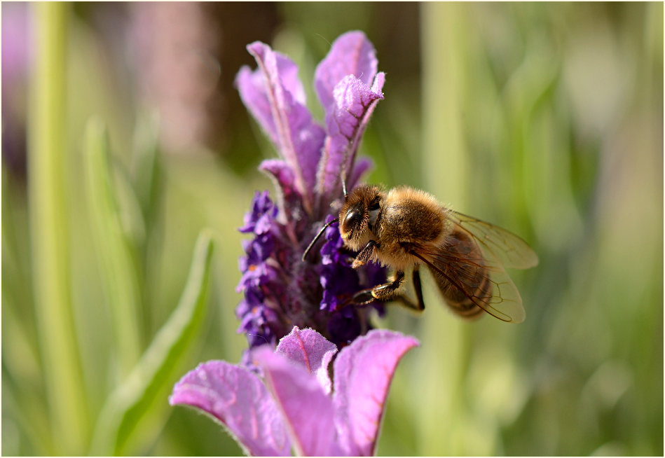 Schopflavendel (Lavandula) mit Biene