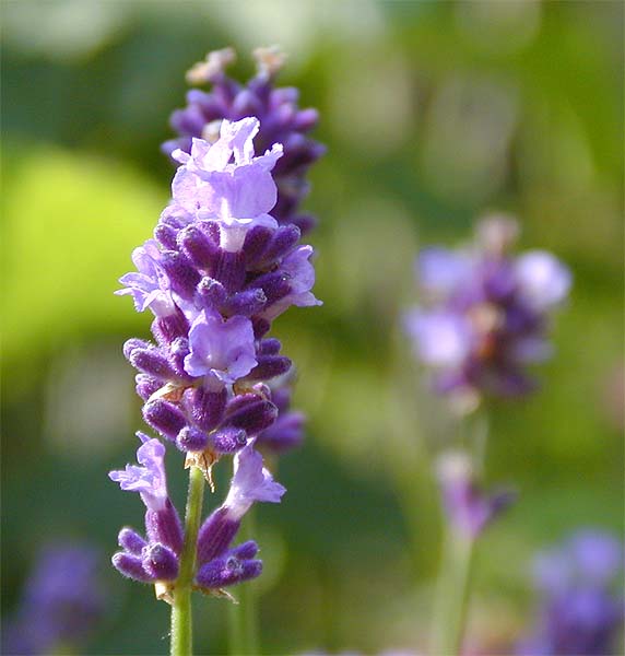 Lavendel (Lavandula)