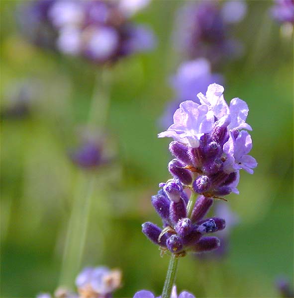 Lavendel (Lavandula)
