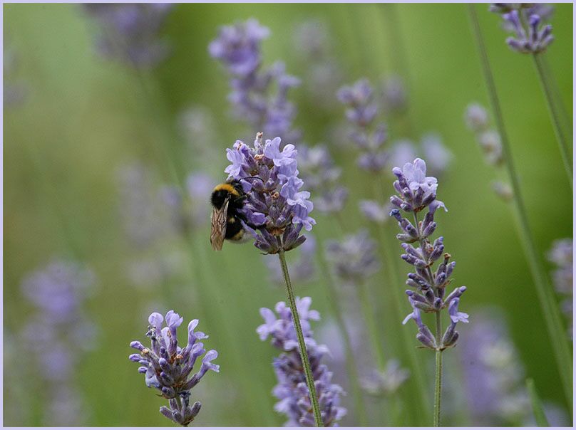 Lavendel (Lavandula)