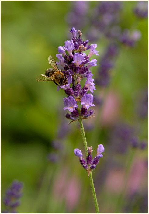 Lavendel (Lavandula)