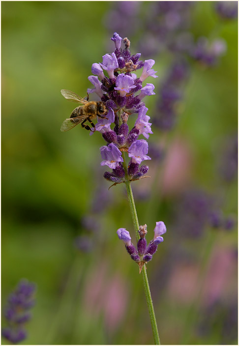 Lavendel (Lavandula)