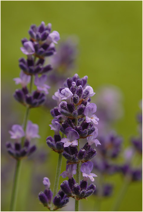 Lavendel (Lavandula)