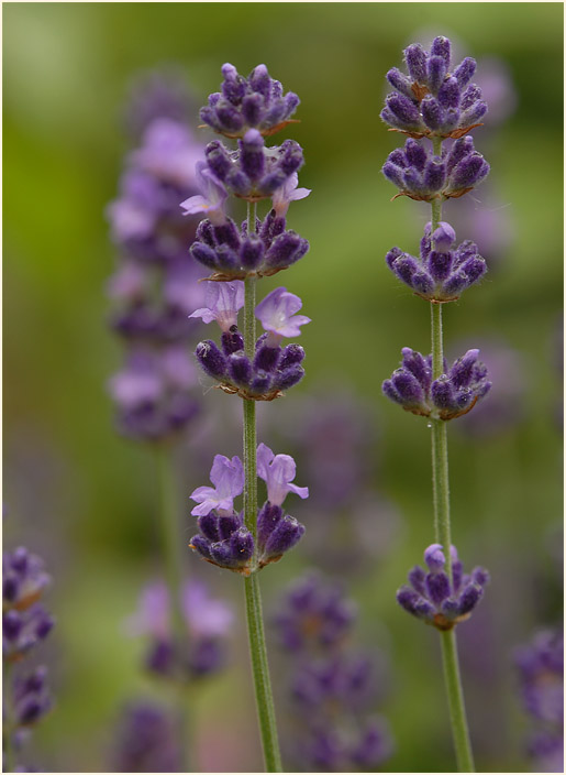 Lavendel (Lavandula)