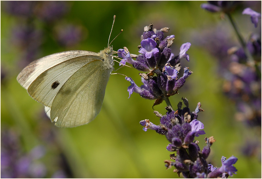 Kohlweißling an Lavendel (Lavandula)