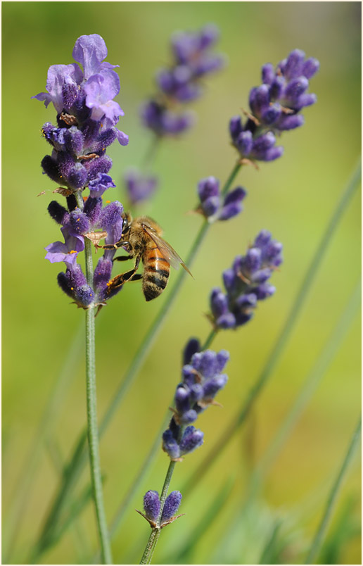 Lavendel (Lavandula)