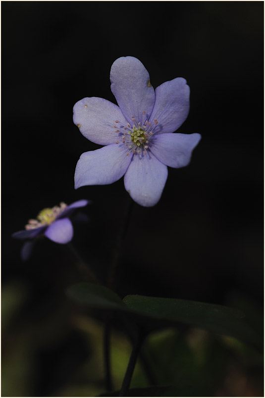 Leberblümchen (Anemone hepatica)