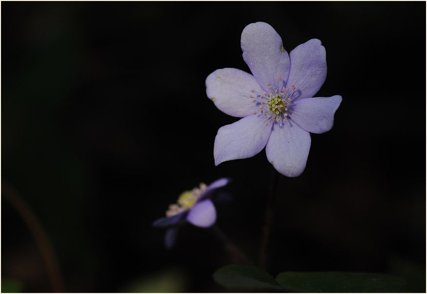 Leberblümchen (Anemone hepatica)