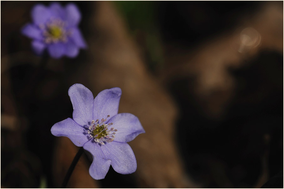 Leberblümchen (Anemone hepatica)