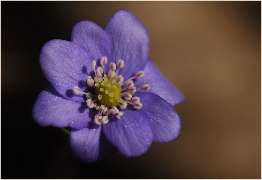 Leberblümchen (Anemone hepatica)