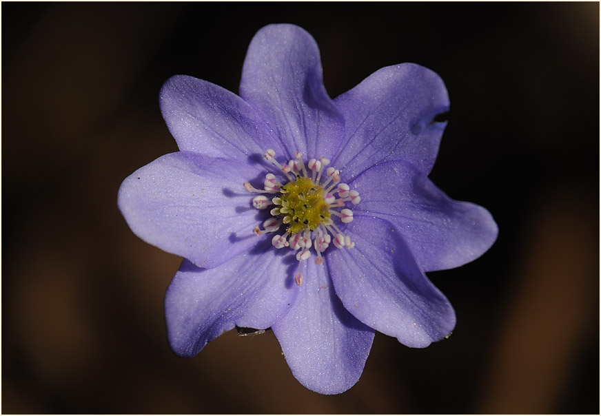 Leberblümchen (Anemone hepatica)