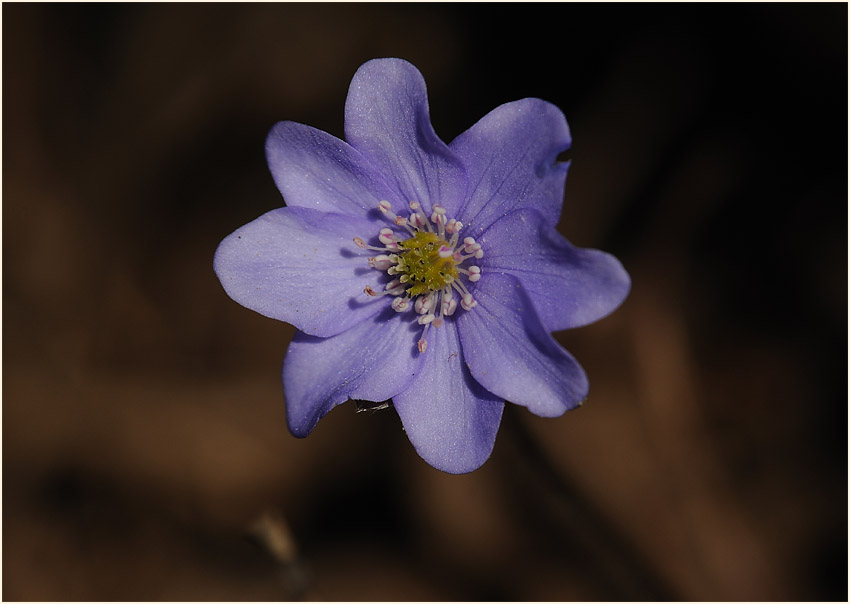 Leberblümchen (Anemone hepatica)