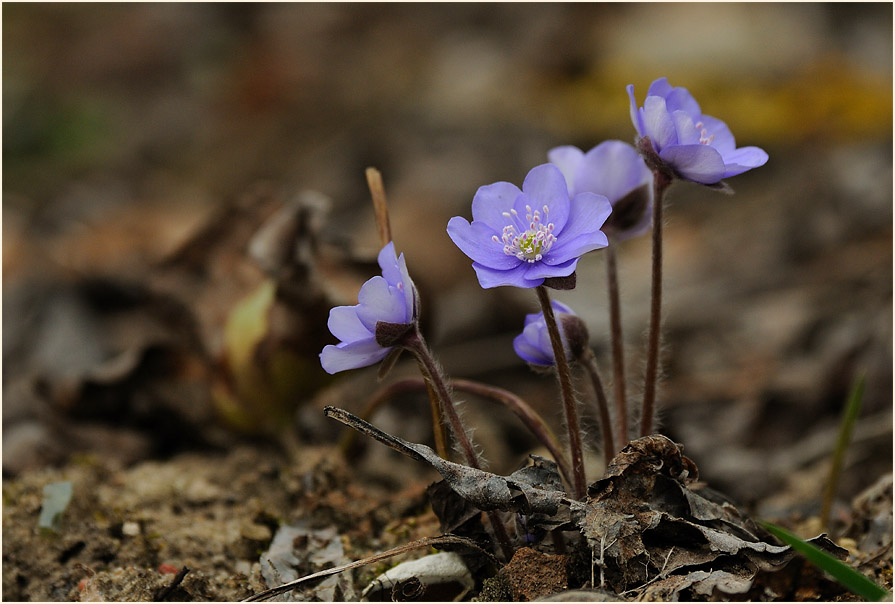 Leberblümchen (Anemone hepatica)