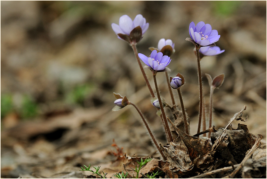 Leberblümchen (Anemone hepatica)