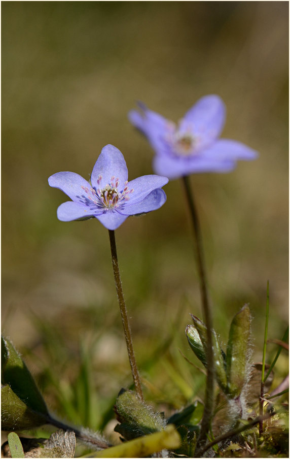 Leberblümchen (Anemone hepatica)