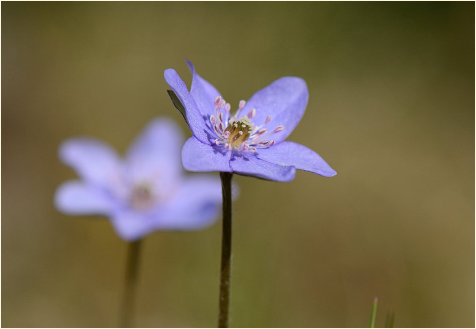 Leberblümchen (Anemone hepatica)