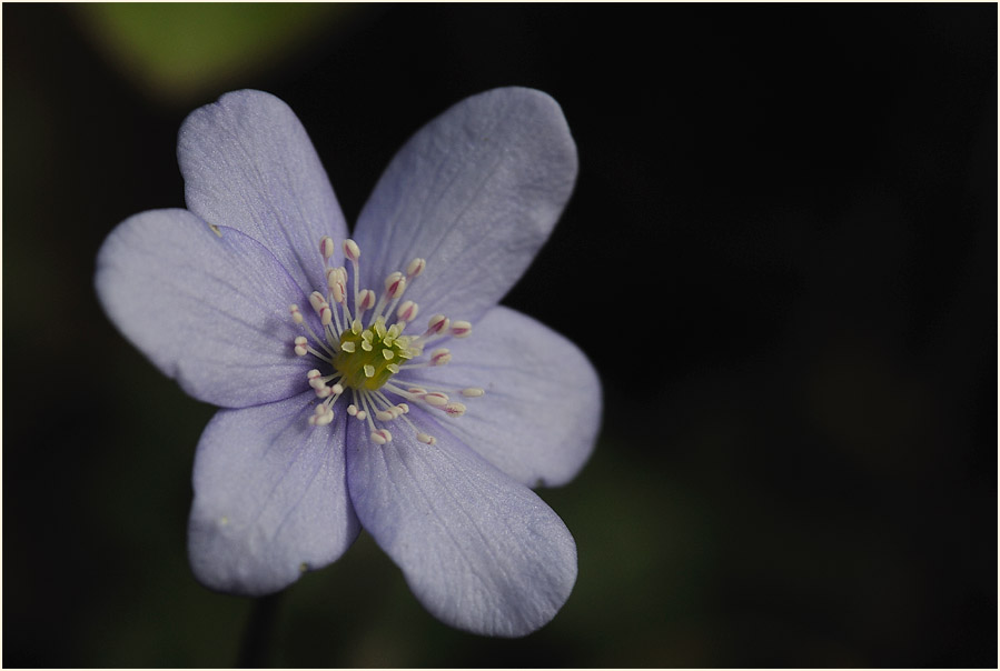 Leberblümchen (Anemone hepatica)