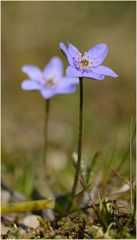 Leberblümchen (Anemone hepatica)