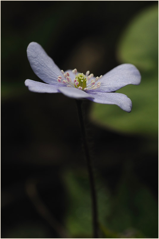 Leberblümchen (Anemone hepatica)