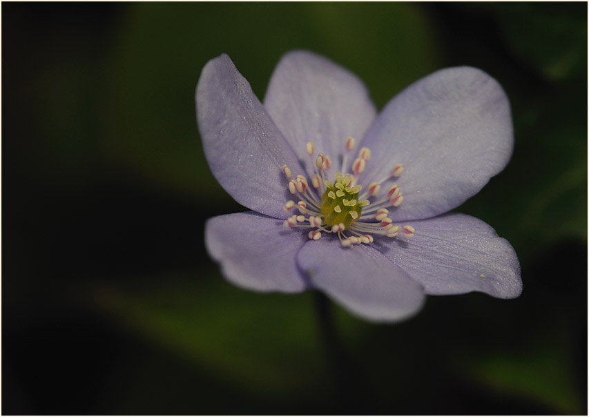 Leberblümchen (Anemone hepatica)