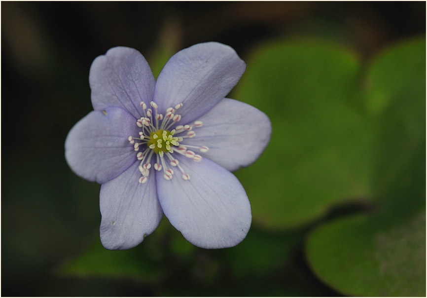 Leberblümchen (Anemone hepatica)