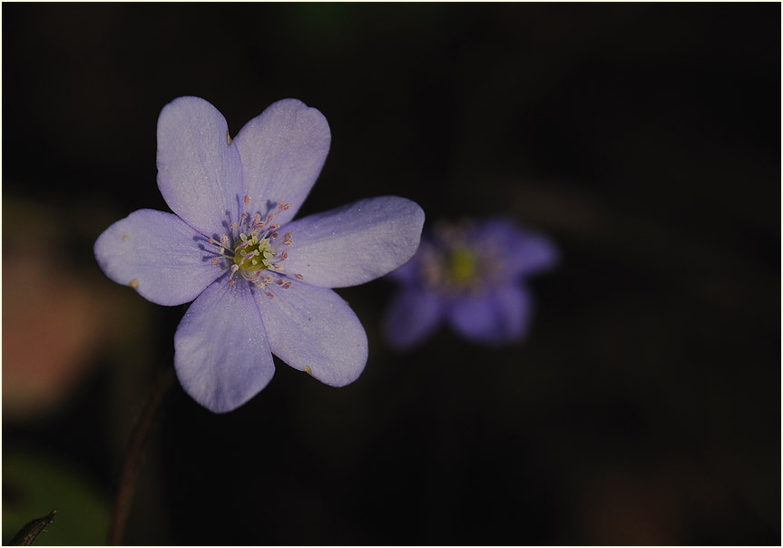 Leberblümchen (Anemone hepatica)