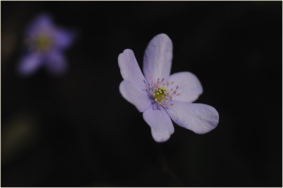 Leberblümchen (Anemone hepatica)