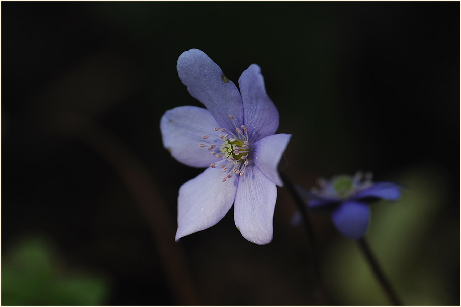 Leberblümchen (Anemone hepatica)