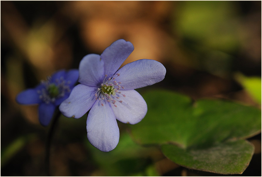 Leberblümchen (Anemone hepatica)