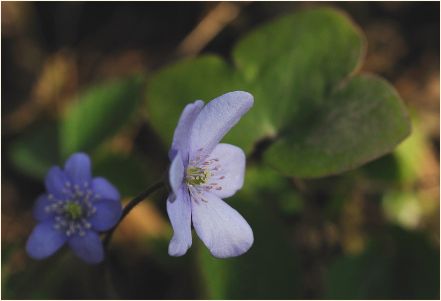 Leberblümchen (Anemone hepatica)