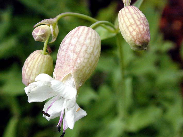 Leimkraut (Silene cucubalus)