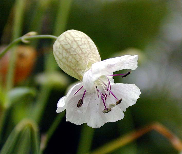 Leimkraut (Silene cucubalus)