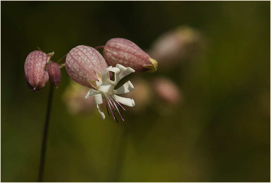 Leimkraut (Silene cucubalus)