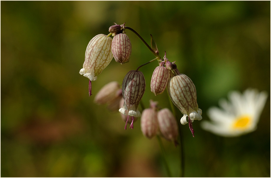 Leimkraut (Silene cucubalus)