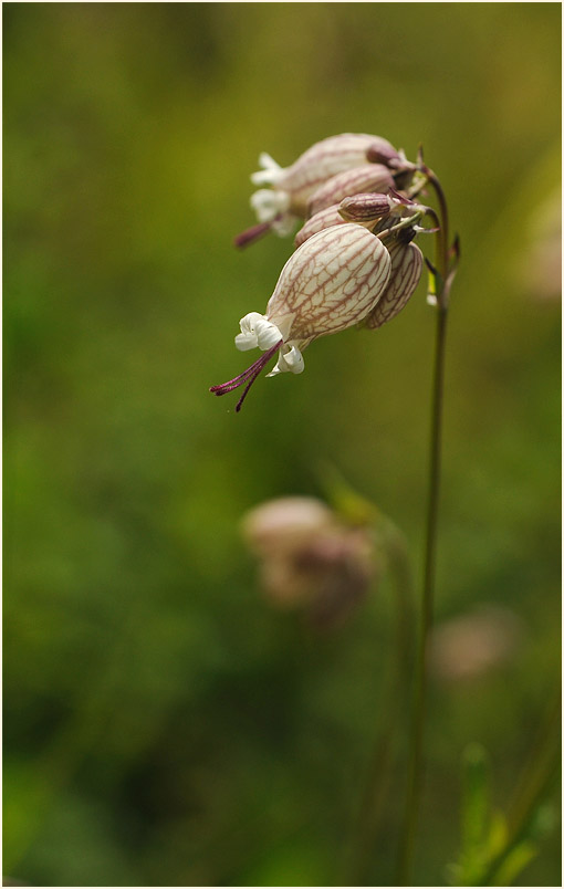 Leimkraut (Silene cucubalus)