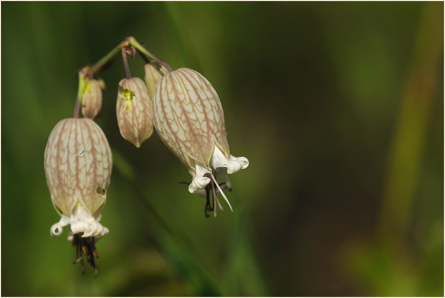 Leimkraut (Silene cucubalus)