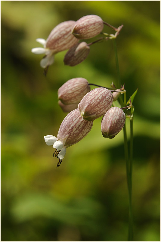 Leimkraut (Silene cucubalus)