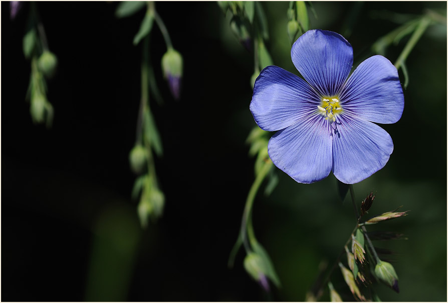 Lein (Linum)