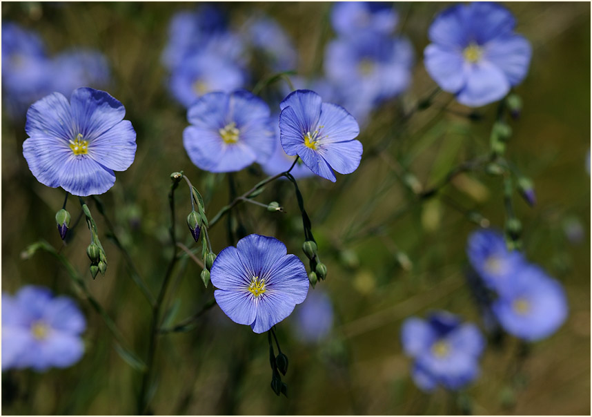 Lein (Linum)