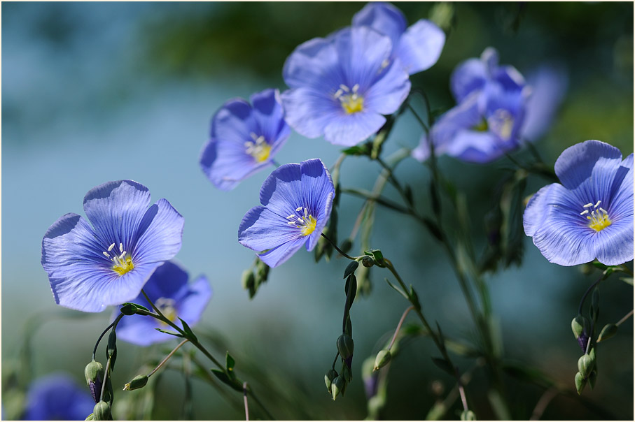 Lein (Linum)