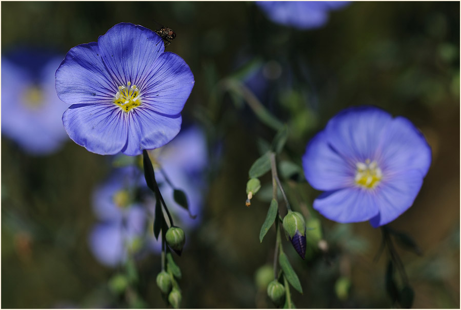 Lein (Linum)