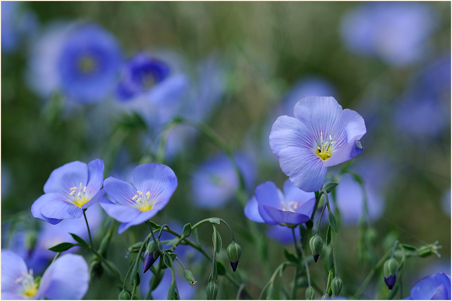 Lein (Linum)