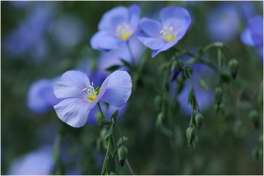 Lein (Linum)