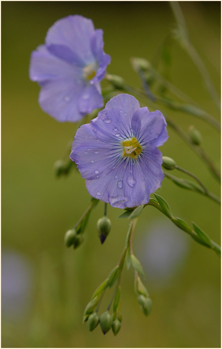 Lein (Linum)