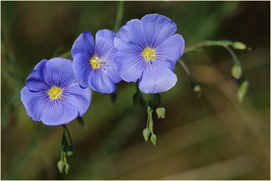 Lein (Linum)