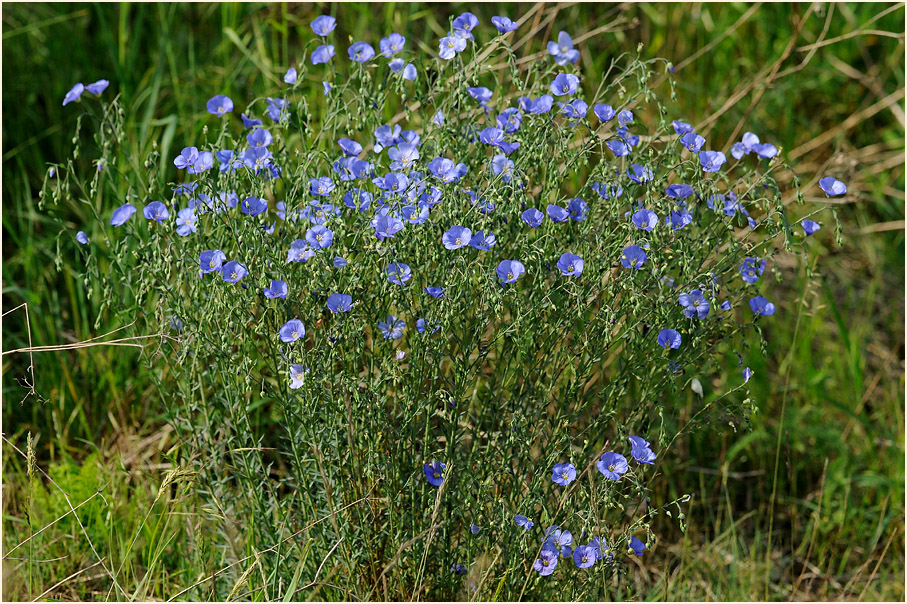 Lein (Linum)