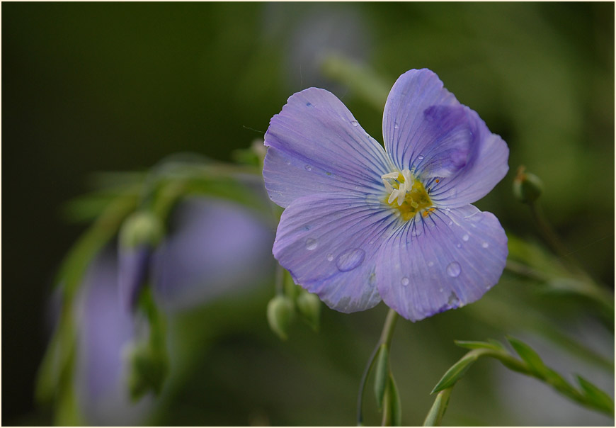 Lein (Linum)