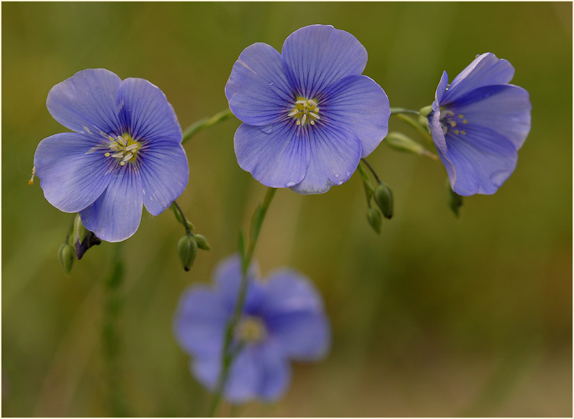 Lein (Linum)