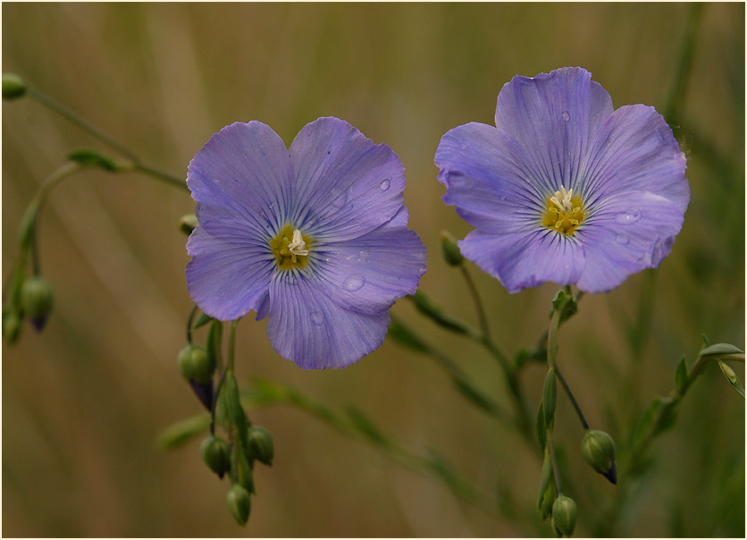 Lein (Linum)